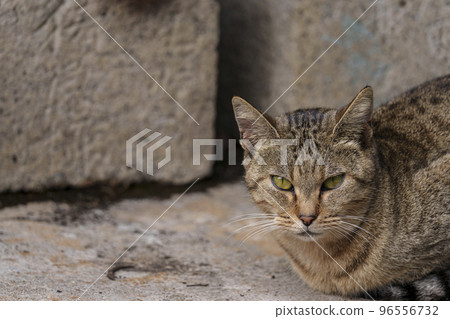 Kamiishikiri-cho, Osaka A stray cat staring at me 96556732