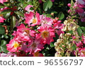 橫濱港未來元町山下公園未來玫瑰園中盛開的粉色花朵 96556797