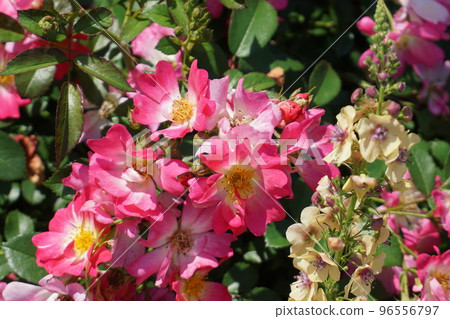 橫濱港未來元町山下公園未來玫瑰園中盛開的粉色花朵 96556797