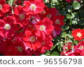 橫濱港未來元町山下公園未來玫瑰園裡盛開的紅花 96556798