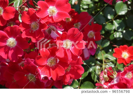 橫濱港未來元町山下公園未來玫瑰園裡盛開的紅花 96556798