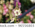 橫濱港未來元町山下公園未來玫瑰園中盛開的白花 96556803