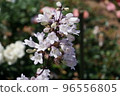 橫濱港未來元町山下公園未來玫瑰園中盛開的白花 96556805