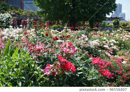 橫濱港未來元町山下公園 未來玫瑰園裡盛開的花朵 96556807