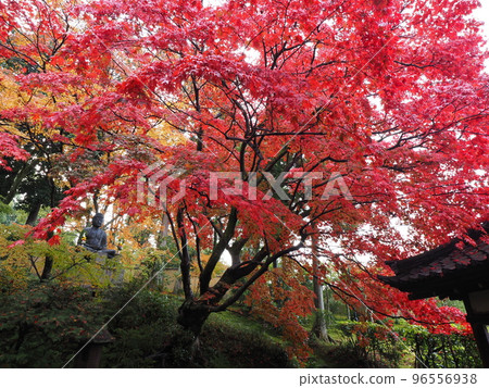 Autumn leaves in Kyoto 96556938
