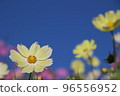 Lemon yellow cosmos 96556952
