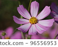 two-tone cosmos 96556953