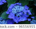 Bright blue hydrangea 96556955