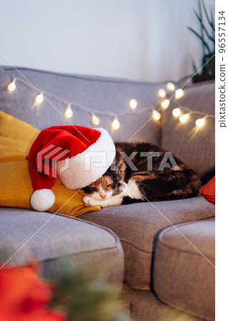Multicolored relaxed cat lying on a gray sofa in a Santa's hat with blurred Christmas decor composition on the coffee table. Winter, Xmas holidays home decoration. Cozy mood. Vertical. Selective focus 96557134