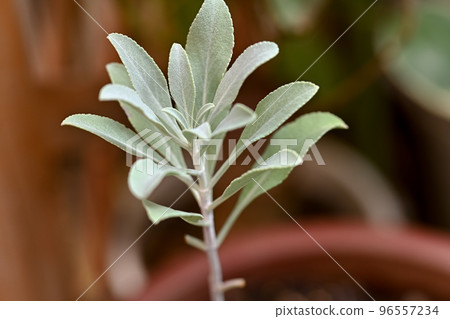 白色鼠尾草 白色鼠尾草 96557234