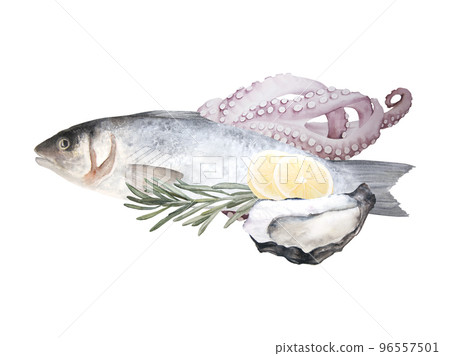 Watercolor illustration of raw fish sea bass, octopus and oyster isolated on white background Watercolor illustration of raw fish sea bass, octopus and oyster isolated on white background 96557501