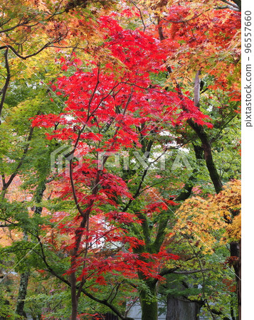 Autumn leaves at Eikando, Kyoto 96557660