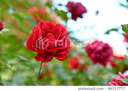 玫瑰花 玫瑰花 96557777