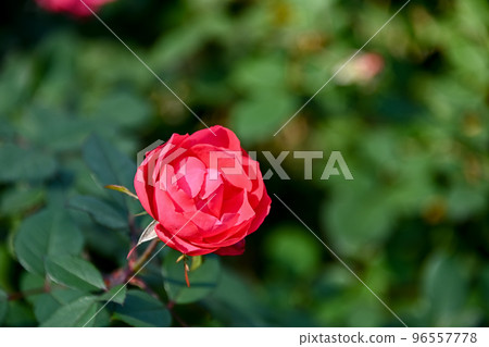 玫瑰花 玫瑰花 96557778