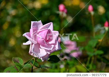 玫瑰花 玫瑰花 96557779