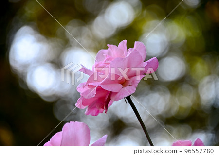 玫瑰花 玫瑰花 96557780