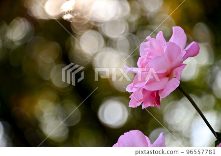 玫瑰花 玫瑰花 96557781