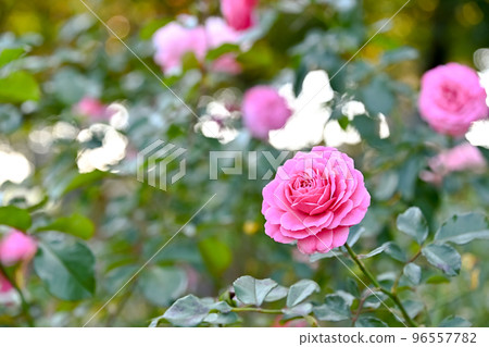 玫瑰花 玫瑰花 96557782