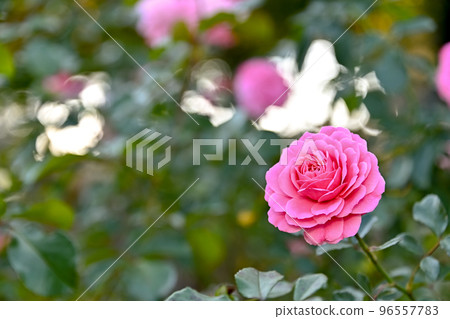 玫瑰花 玫瑰花 96557783