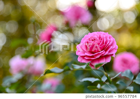 玫瑰花 玫瑰花 96557784