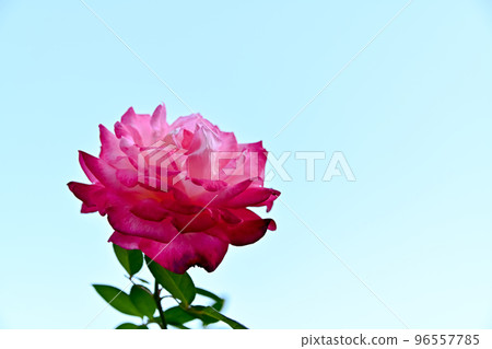 玫瑰花 玫瑰花 96557785