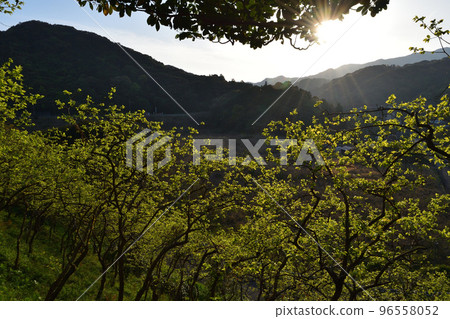 柿樹 柿樹 96558052