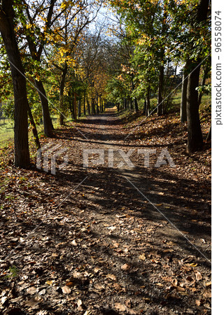 Autumn leaves on the path Autumn leaves on the path 96558074
