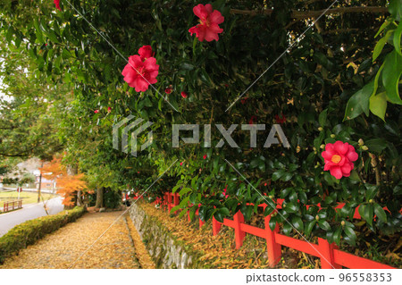紅葉盛開的北畠神社和北畠家遺址庭園 96558353