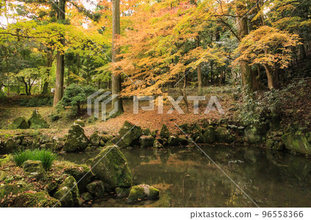 Kitabatake Shrine and Kitabatake House Ruins Garden in full bloom of autumn leaves 96558366