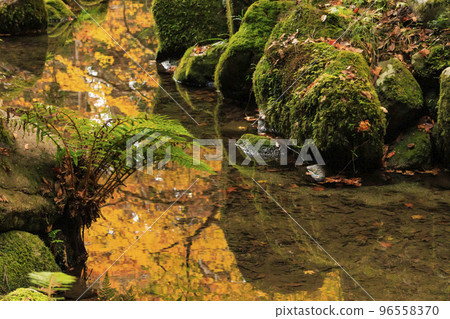 Kitabatake Shrine and Kitabatake House Ruins Garden in full bloom of autumn leaves 96558370