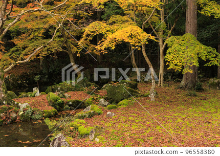 Kitabatake Shrine and Kitabatake House Ruins Garden in full bloom of autumn leaves Kitabatake Shrine and Kitabatake House Ruins Garden in full bloom of autumn leaves 96558380