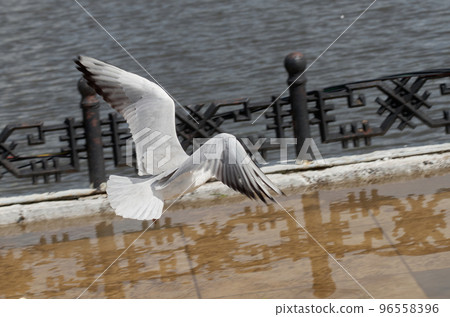 Close-up of a seagull in flight against a embankment fence Close-up of a seagull in flight against a embankment fence 96558396
