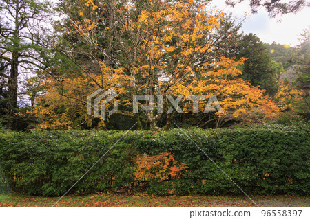 Kitabatake Shrine and Kitabatake House Ruins Garden in full bloom of autumn leaves Kitabatake Shrine and Kitabatake House Ruins Garden in full bloom of autumn leaves 96558397