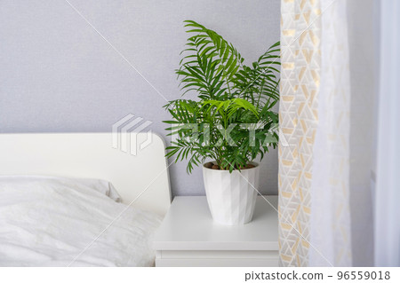 Chamaedorea elegans plant in white flower pot Chamaedorea elegans plant in white flower pot 96559018