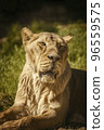 Portrait of the lioness 96559575