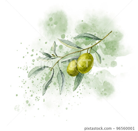 Olive Branch on abstract watercolor spot. Hand drawn illustration on isolated background for oil label or greeting cards. Sketch of plant with green fruits and leaves for wedding invitations. Olive Branch on abstract watercolor spot. Hand drawn illustration on isolated background for oil label or greeting cards. Sketch of plant with green fruits and leaves for wedding invitations. 96560001