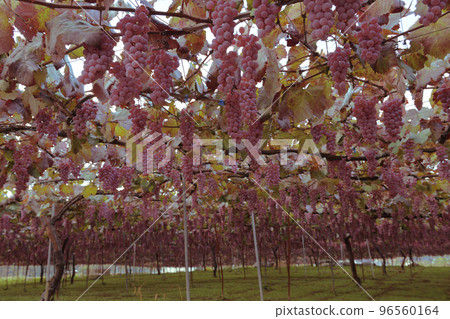 北斗市白州町,用於釀造Tawawani的甲州葡萄 北斗市白州町,用於釀造Tawawani的甲州葡萄 96560164