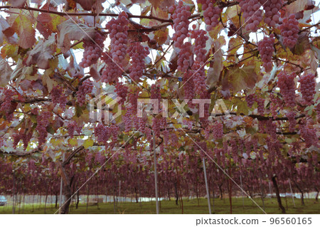 北斗市白州町,用於釀造Tawawani的甲州葡萄 北斗市白州町,用於釀造Tawawani的甲州葡萄 96560165