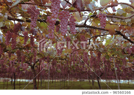 北斗市白州町,用於釀造Tawawani的甲州葡萄 北斗市白州町,用於釀造Tawawani的甲州葡萄 96560166