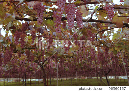 北斗市白州町,用於釀造Tawawani的甲州葡萄 北斗市白州町,用於釀造Tawawani的甲州葡萄 96560167