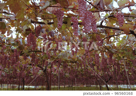 北斗市白州町,用於釀造Tawawani的甲州葡萄 北斗市白州町,用於釀造Tawawani的甲州葡萄 96560168