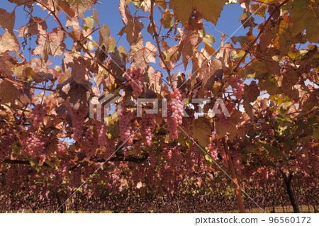 北斗市白州町，用於釀造Tawawani的甲州葡萄 96560172