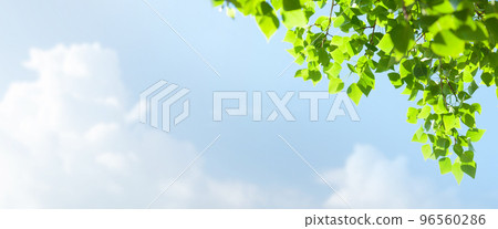 Tree branch with leaves in front of blue sunny sky 96560286