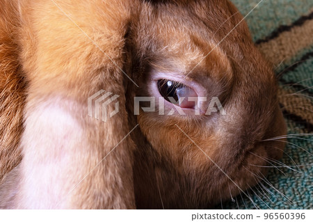 A sick eye in a domestic hare 96560396