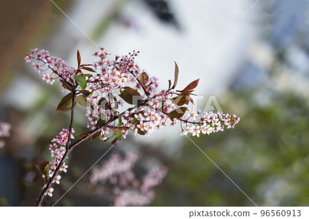 Branch of Pink Prunus padus, bird cherry, mayday tree, flowering plant, species of cherry Branch of Pink Prunus padus, bird cherry, mayday tree, flowering plant, species of cherry 96560913