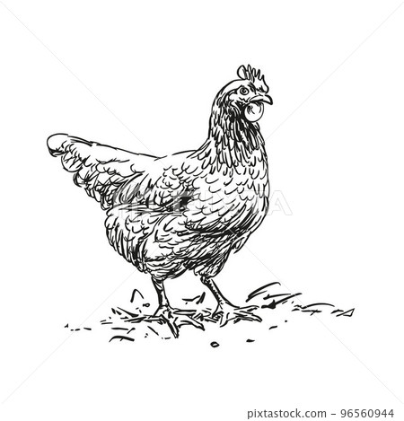 hen - farm animal, hand drawn illustration 96560944