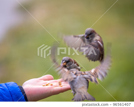 The boy feeds the birds with seeds from his hand. Sparrow eats seeds from the boy's hand The boy feeds the birds with seeds from his hand. Sparrow eats seeds from the boy's hand 96561407