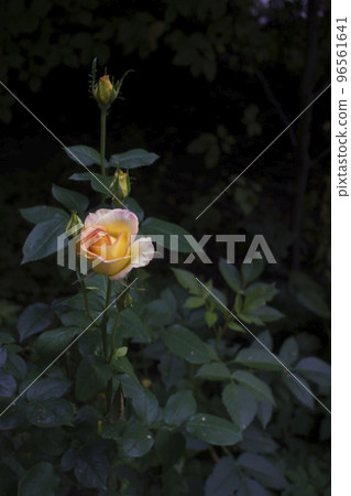 Close up beautiful orange rose flower blooming with dark background, shallow depth 96561641
