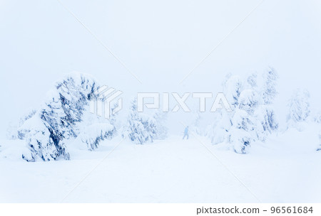 Frozen snow-covered fir forest after snowfall and gray sky in haze at winter day. Carpathian Mountains, Ukraine Frozen snow-covered fir forest after snowfall and gray sky in haze at winter day. Carpathian Mountains, Ukraine 96561684