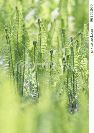 Kogomi(綠色蔬菜) Kogomi(綠色蔬菜) 96561860